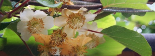 Mannetjes en vrouwtjes