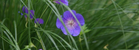 Geranium ‘Rozanne’