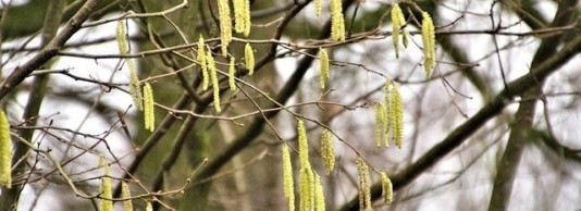Water, hooikoorts, muggen en het klimaat